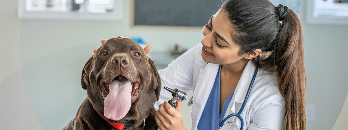 Vet Insurance